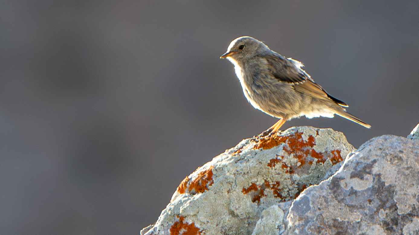 Alpine Accentor